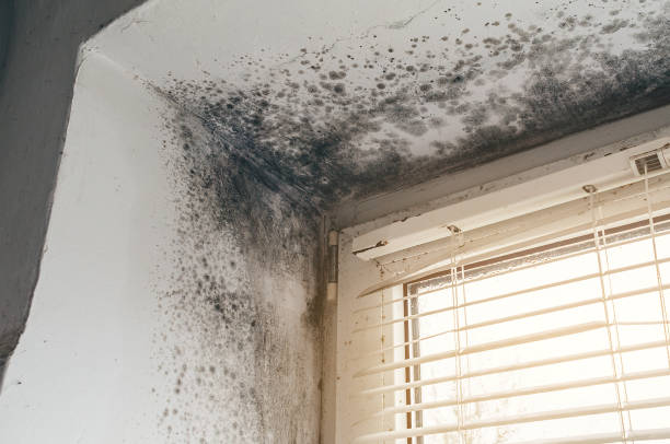 Affordable Black Mold Remediation solutions in Fayetteville, GA