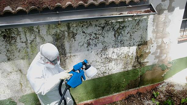 Top rated local Black Mold Remediation specialists in Fayetteville, GA